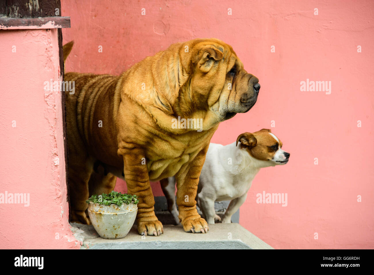 Cane Shar pei Foto Stock