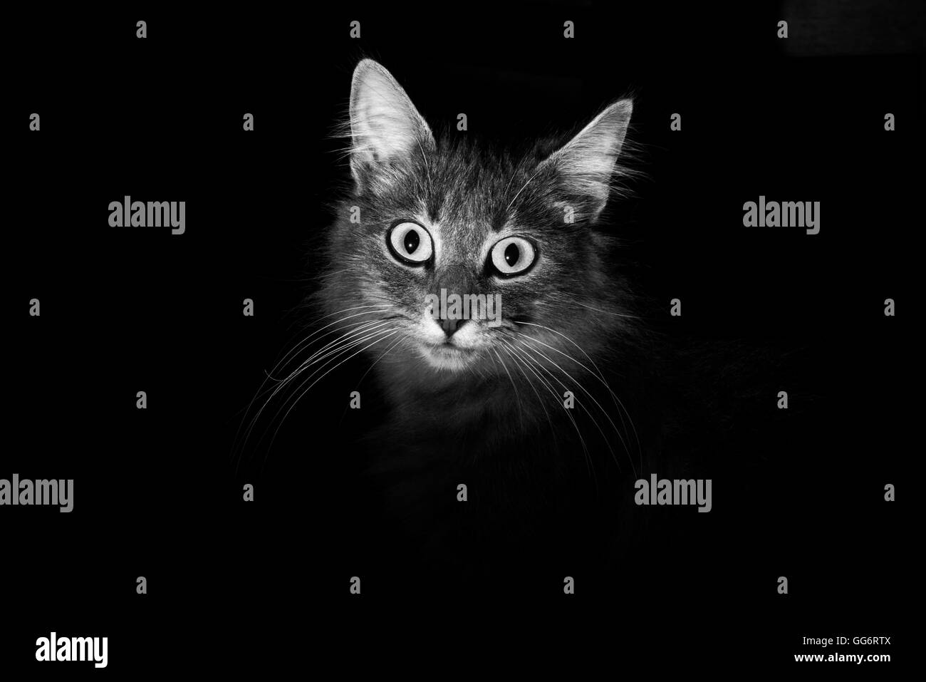 Ritratto di un piccolo gatto in immagine monocromatica Foto Stock