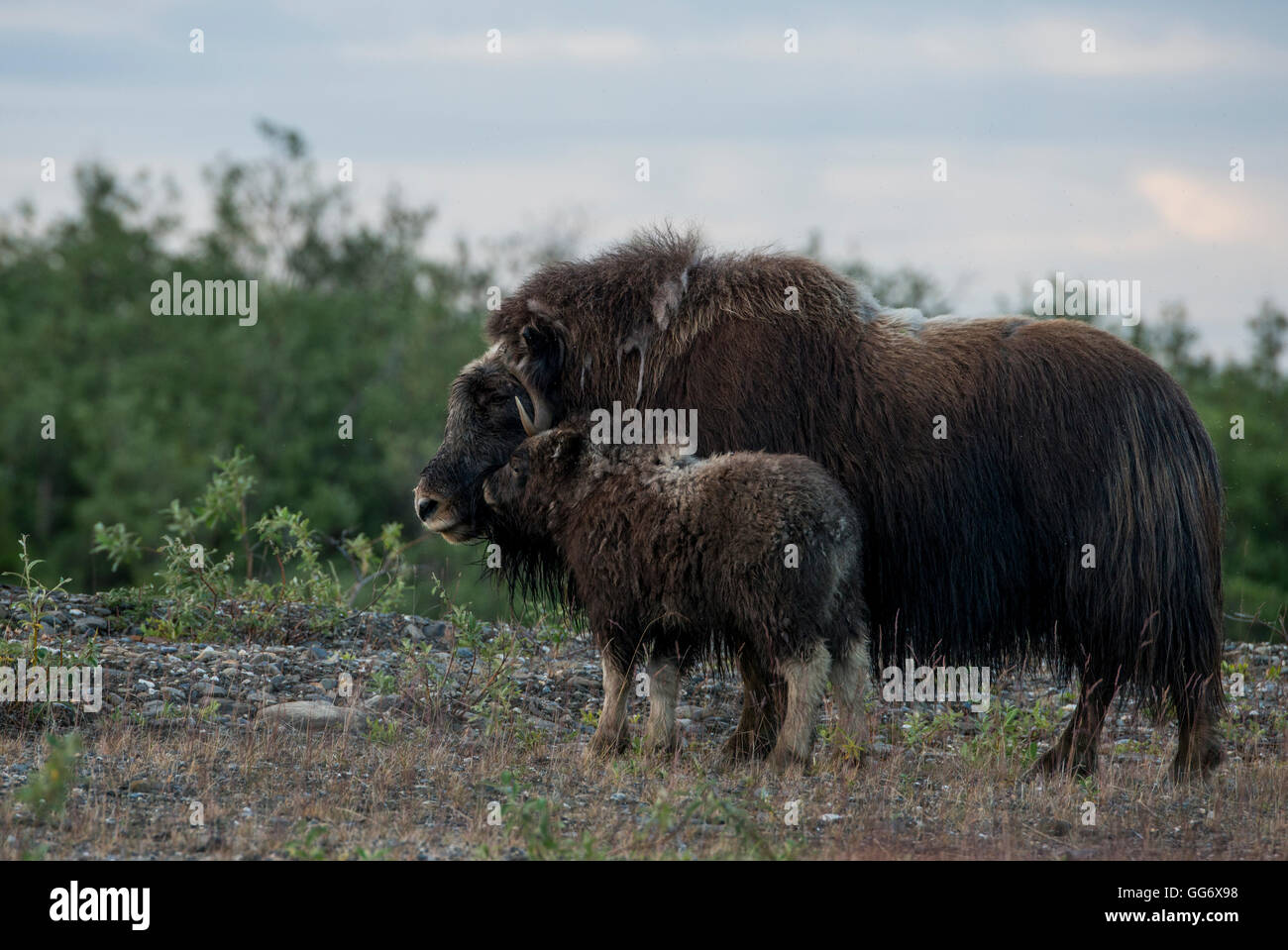 Alaska, Nome, Bob Blodgett Nome-Teller autostrada (aka Teller Road). Muskox, aka muskoxen, mucca con vitello (Wild: Ovibos moschatus) Foto Stock