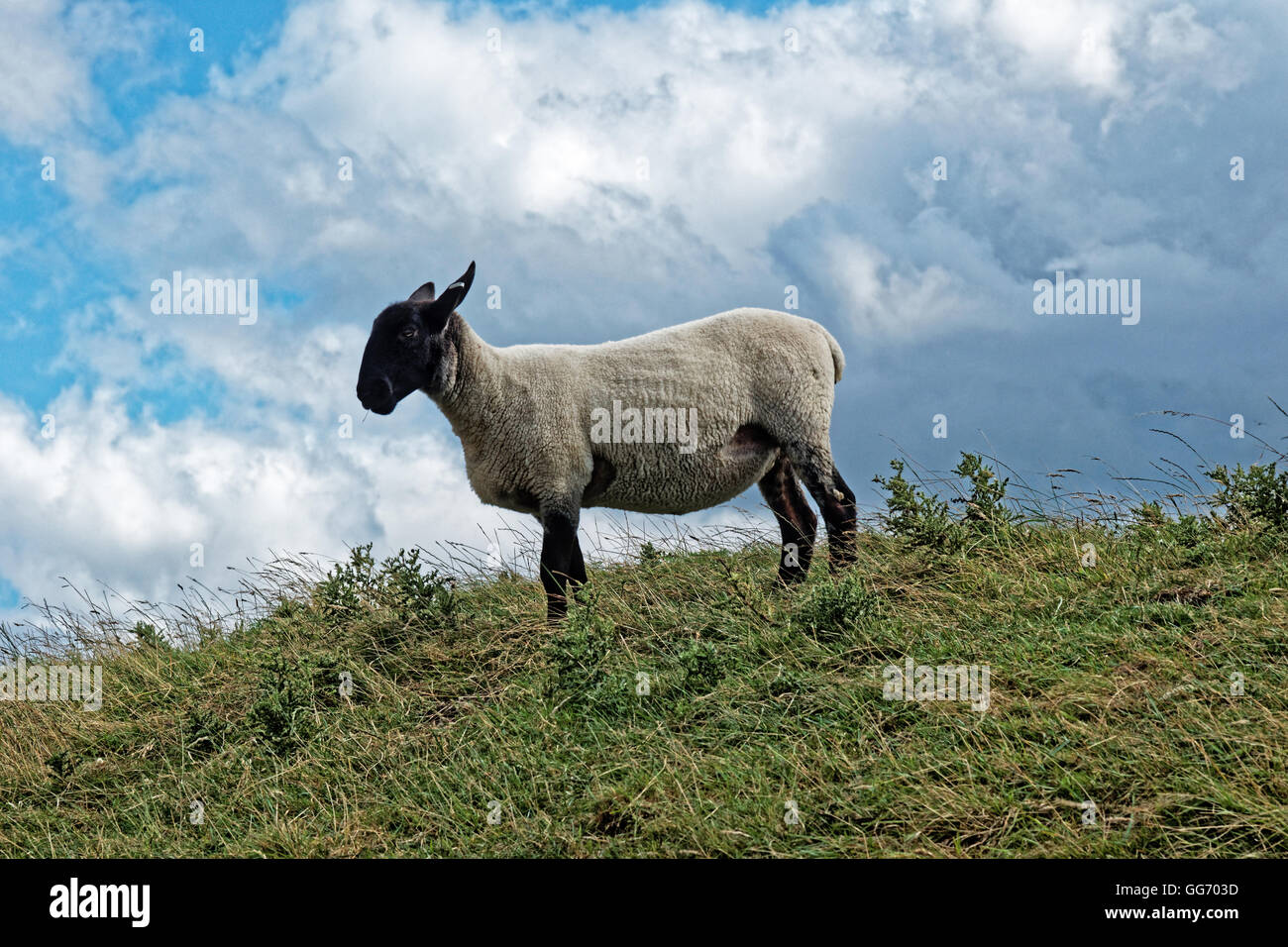 Il nero di fronte ovini su una collina in estate Foto Stock