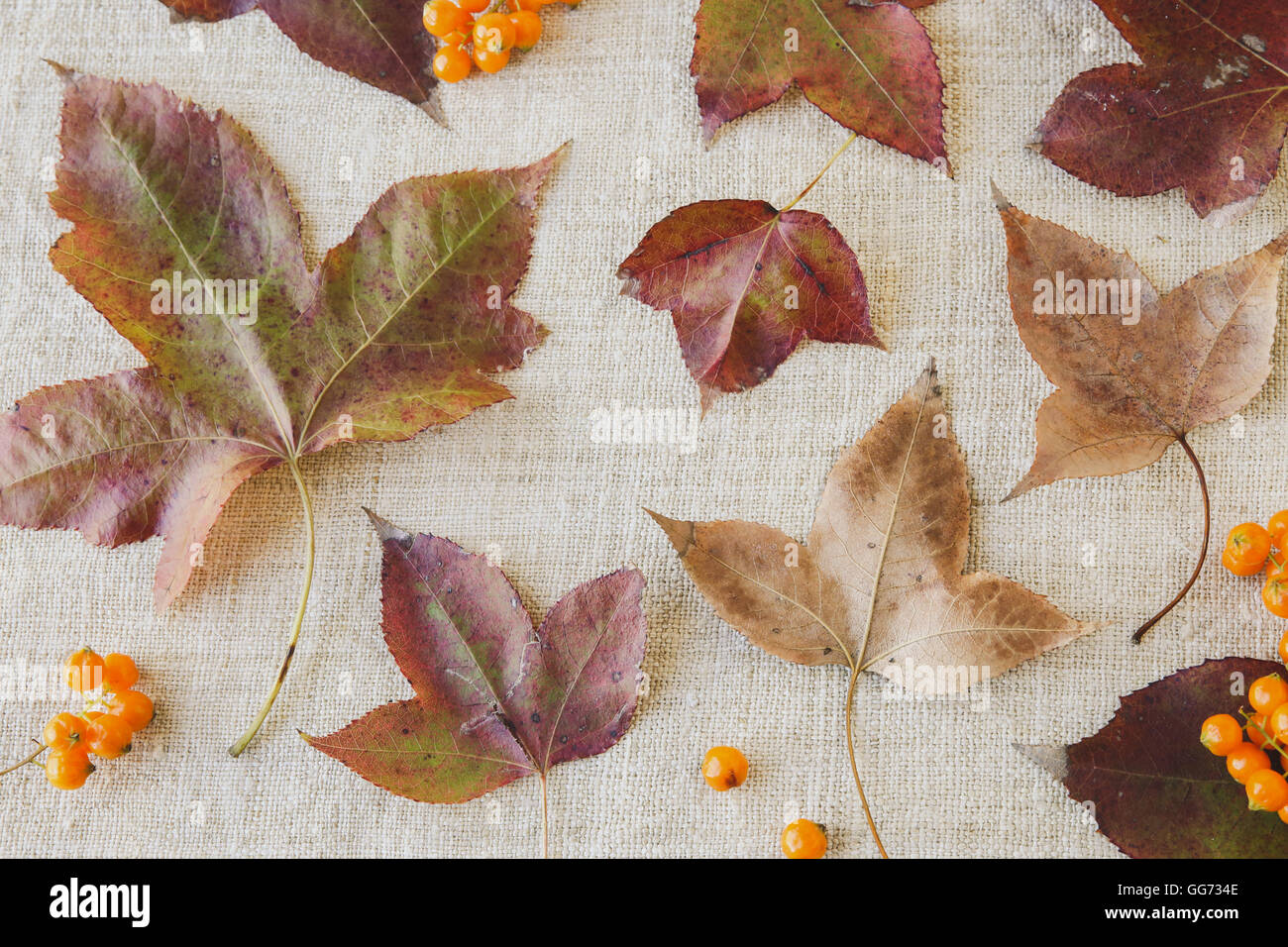 Autunno foglie falll tonificante sullo sfondo del ringraziamento Foto Stock