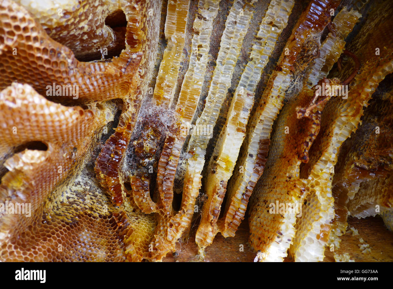 Nidi naturali, miele e cera d'api realizzato da honeybees in una casella vuota. Foto Stock