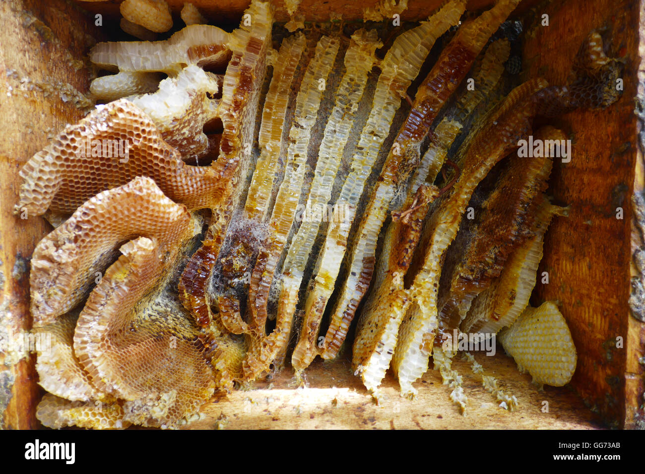 Nidi naturali, miele e cera d'api realizzato da honeybees in una casella vuota. Foto Stock