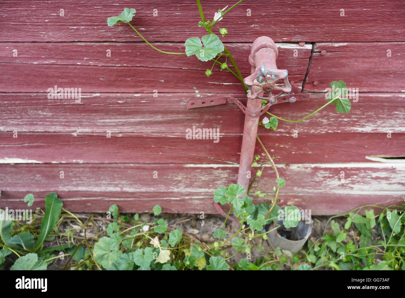 Rusty rubinetto sul lato di un antico legno rosso granaio, ricoperta da erbacce. Foto Stock