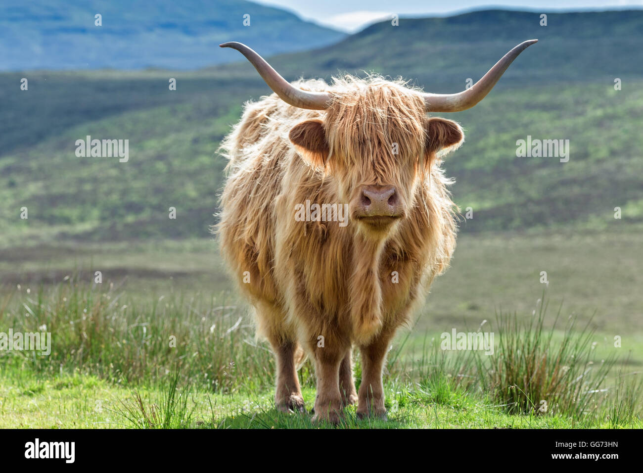 Highlander cornuto bestiame sul pascolo verde, vicino fino telaio Foto Stock