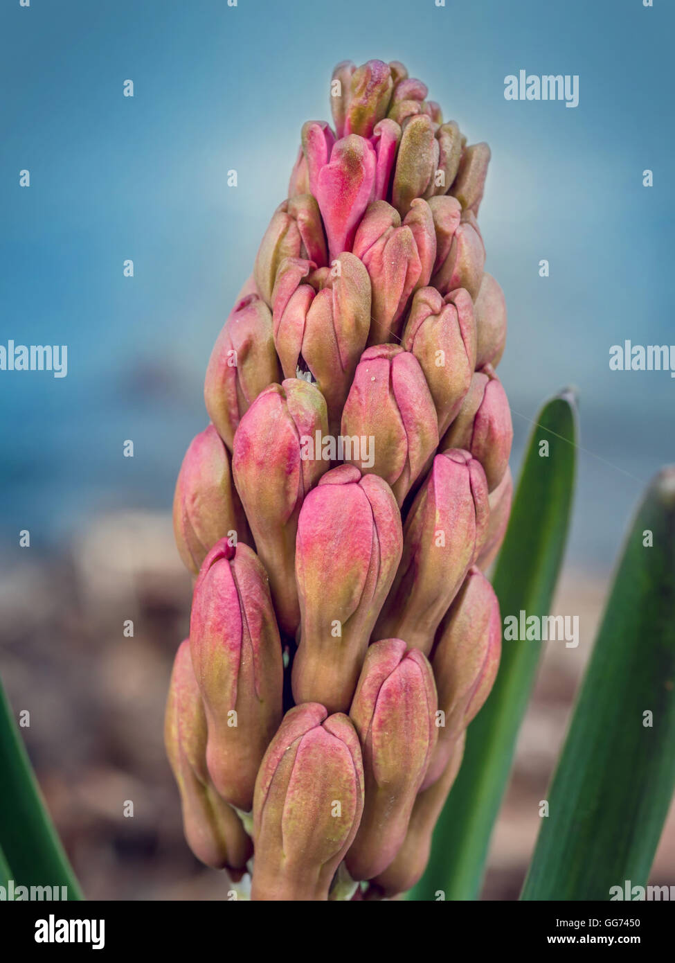 Blooming giacinto lilla oltre il cielo blu Foto Stock