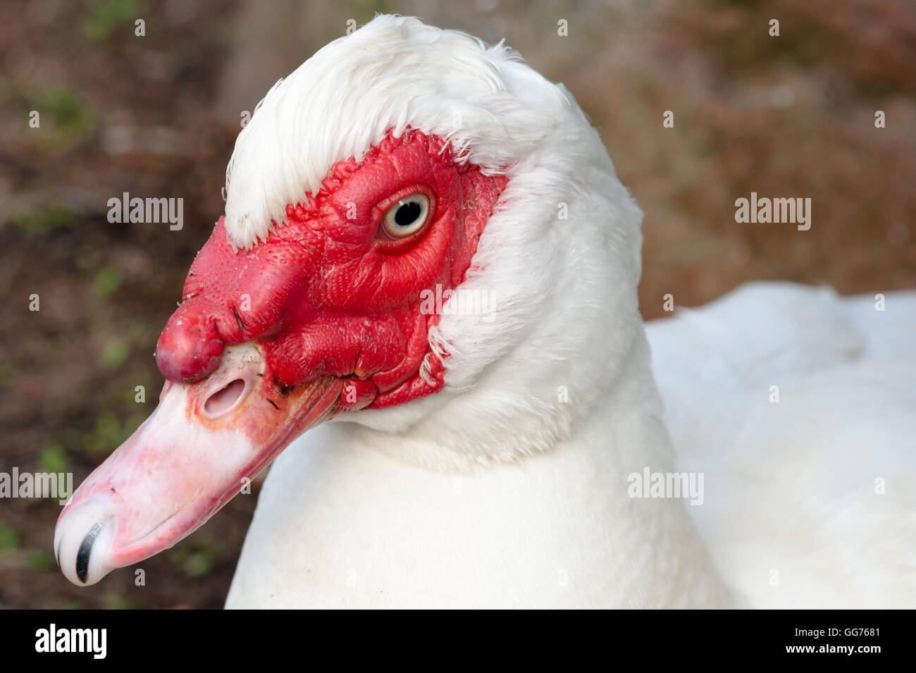 Close up di un moscovy testa d'anatra Foto Stock