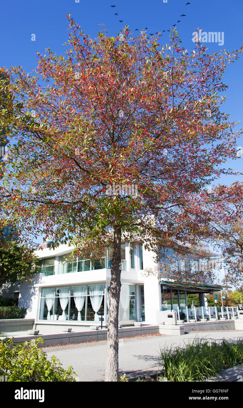 Alberi in cambio di colori nella città di Vancouver (British Columbia, Canada). Foto Stock