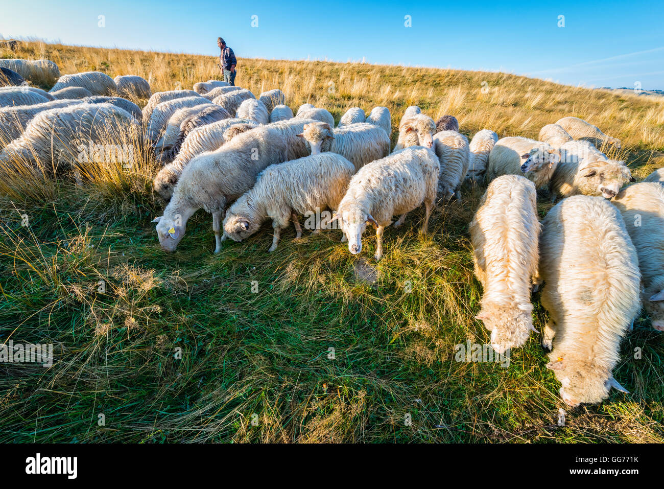 Jaworki, Polonia - 30 agosto 2015: Pastore camminando con il suo gregge di pecore e cani di pascolare su per la collina di Pieniny Mountains Foto Stock