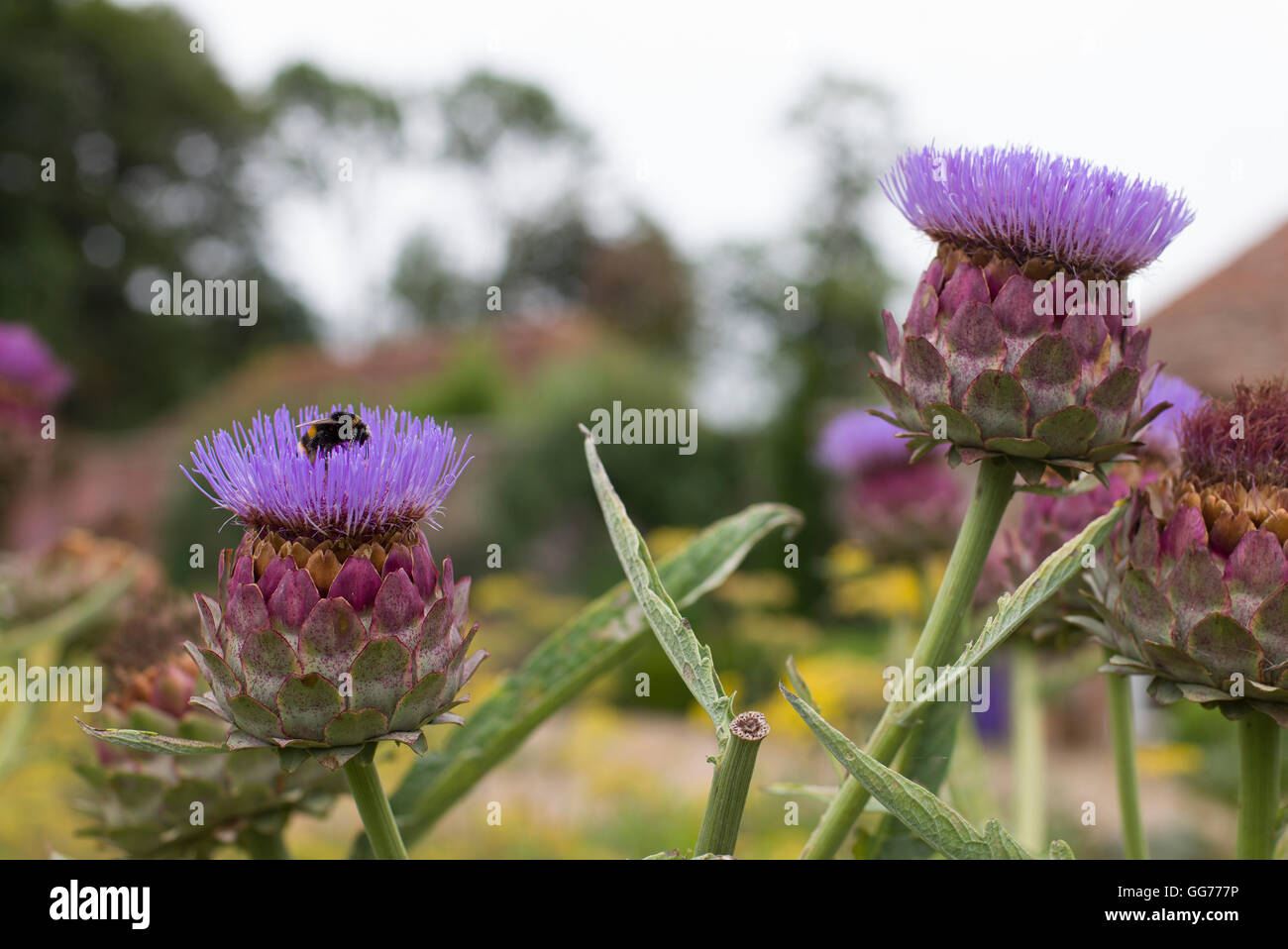 Cynara cardunculus - Carciofi Foto Stock