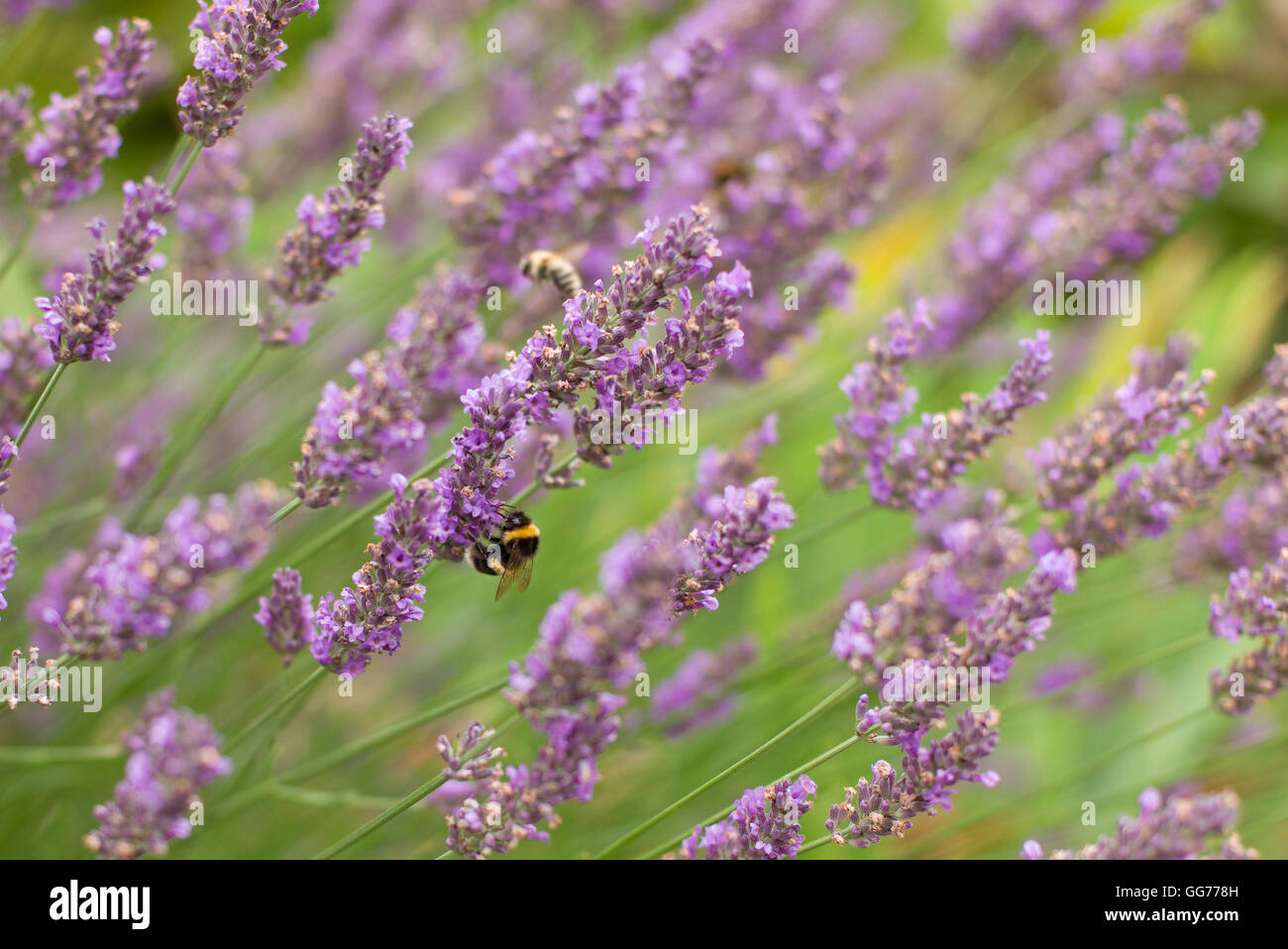 Api su fiori di lavanda Foto Stock