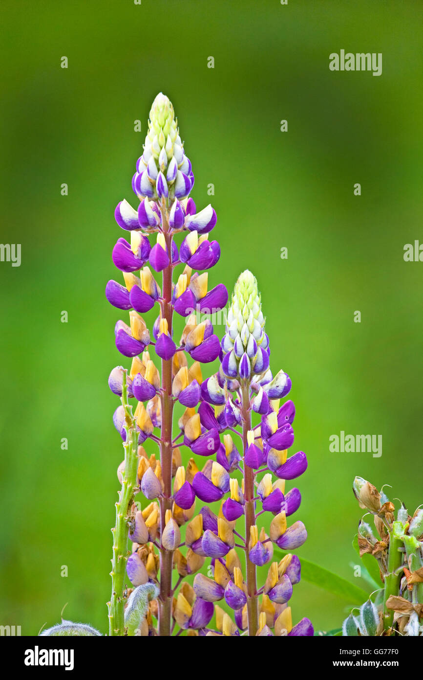 Lupino domestico che fiorisce in un giardino costiero vicino al Lincoln City, Oregon Foto Stock