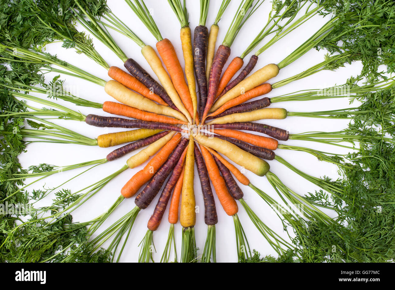 Daucus carota . Con varietà miste di carote colorate Foto Stock