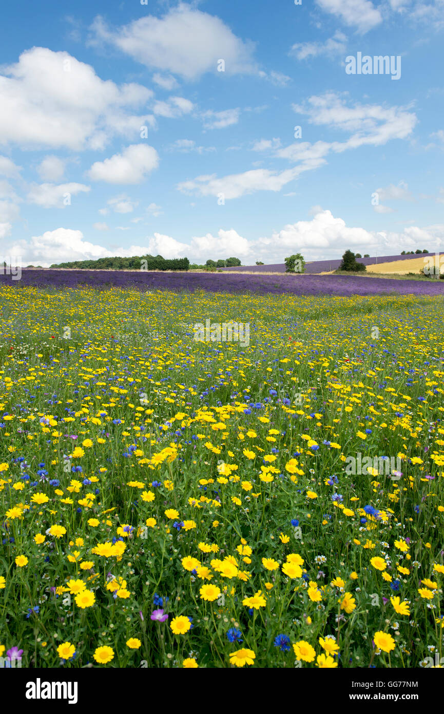 Millefiori confine prato accanto ai campi di lavanda in Snowshill, Gloucestershire, Inghilterra Foto Stock