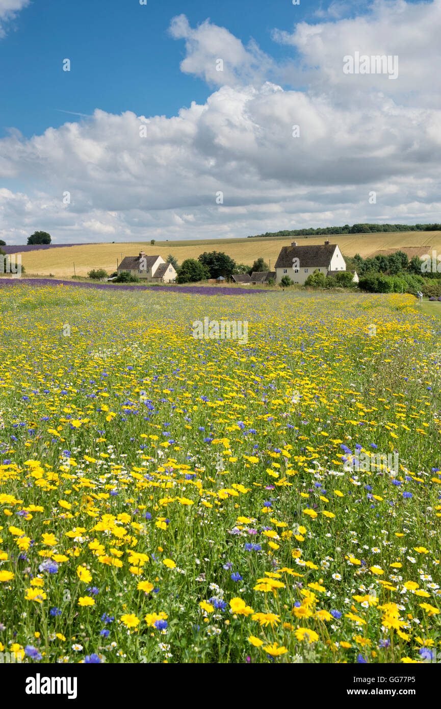 Millefiori confine prato accanto ai campi di lavanda in Snowshill, Gloucestershire, Inghilterra Foto Stock