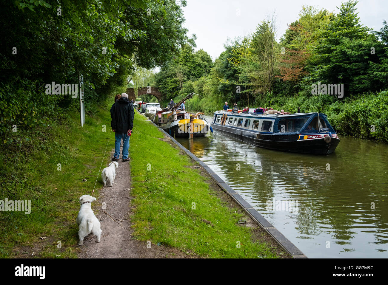 Accoppiare cani a piedi sulla strada alzaia di Kennet and Avon Canal nel Wiltshire, Inghilterra, Regno Unito Foto Stock