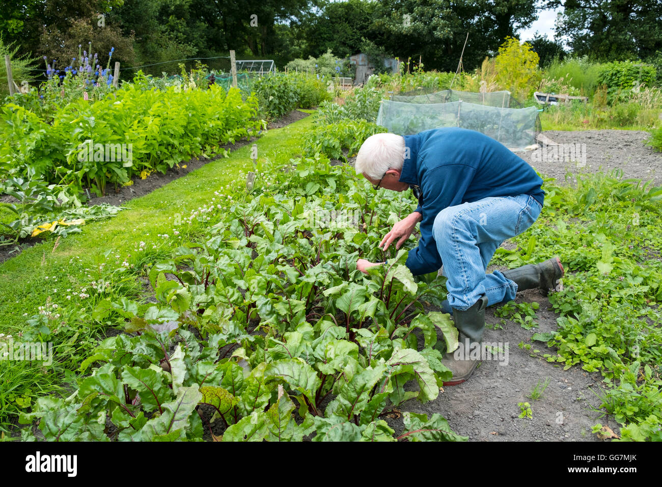 L'uomo tende a patch vegetale nel suo giardino di aggiudicazione in England Regno Unito Foto Stock