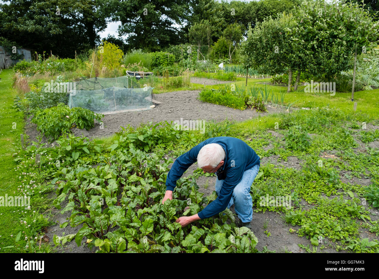 L'uomo tende a patch vegetale nel suo giardino di aggiudicazione in England Regno Unito Foto Stock