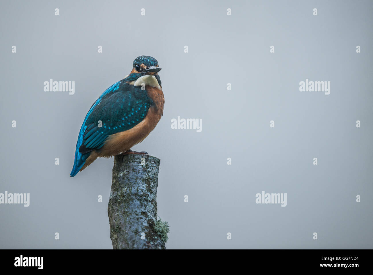 Common kingfisher (Alcedo atthis) prese a Teifi Marsh Foto Stock