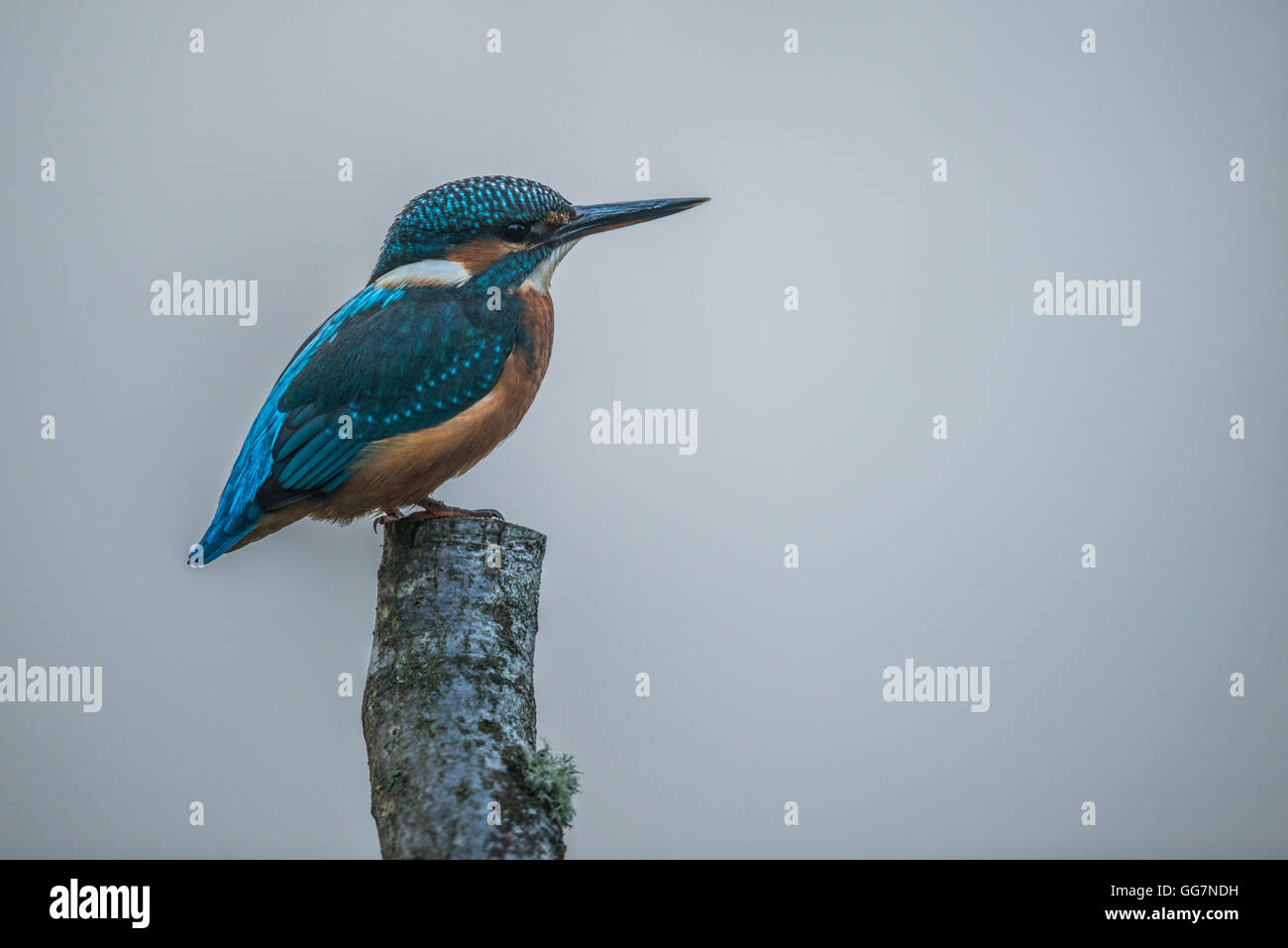 Common kingfisher (Alcedo atthis) prese a Teifi Marsh Foto Stock
