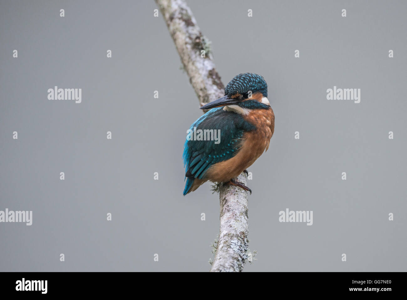 Common kingfisher (Alcedo atthis) prese a Teifi Marsh Foto Stock