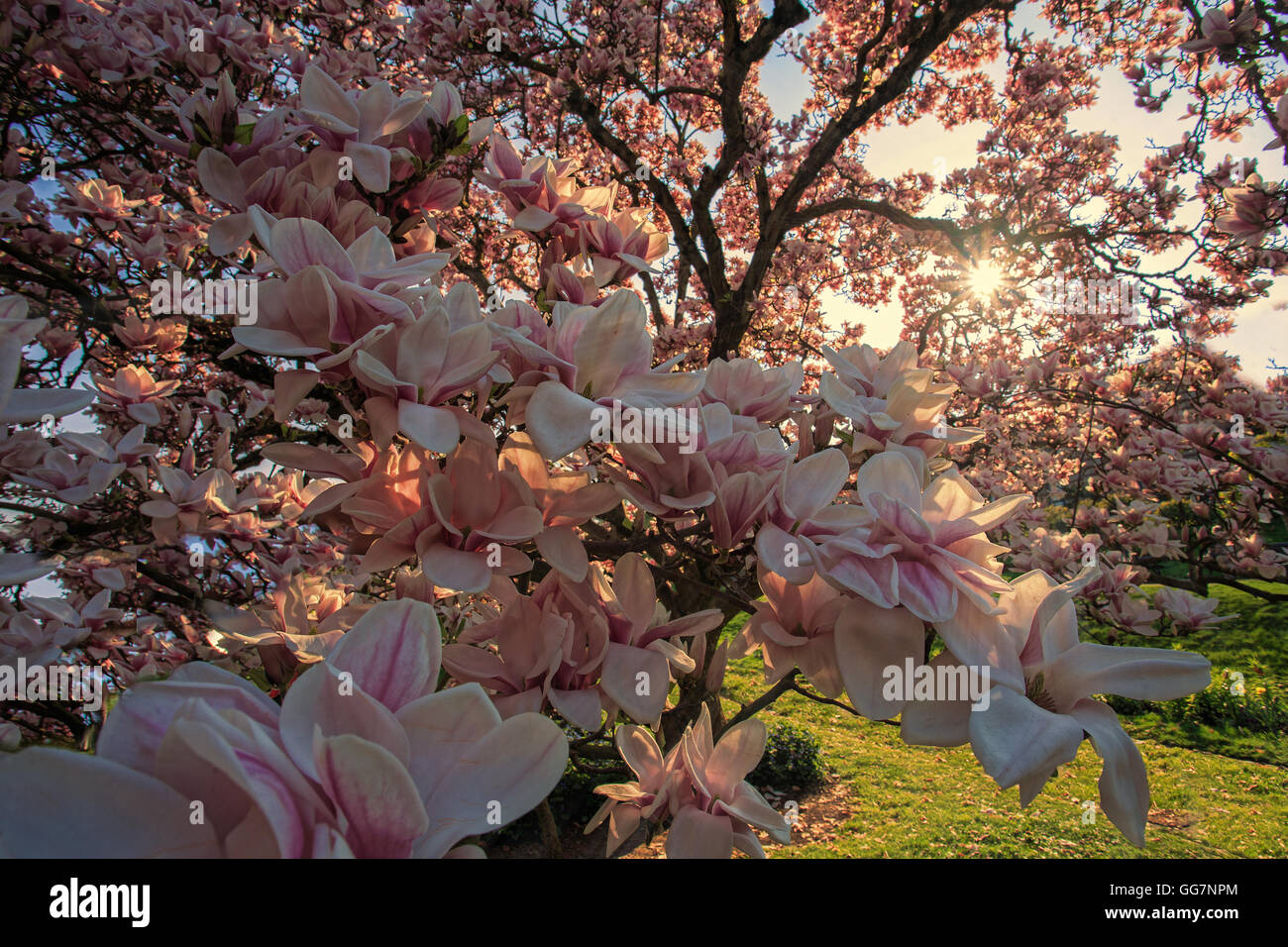 Bella luce rosa fiori di magnolia Foto Stock