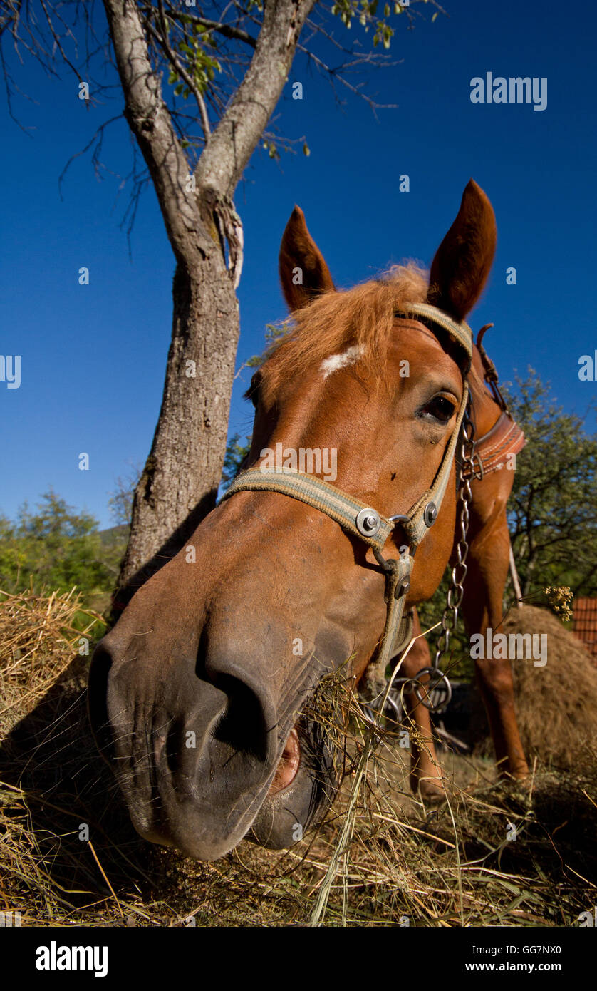 Ampio angolo Ritratto di un cavallo, con un espressione divertente Foto Stock