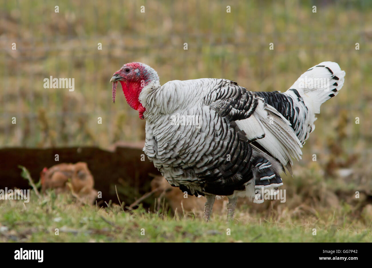 Bianco turchia domestico maschio (Meleagris gallopavo) Foto Stock