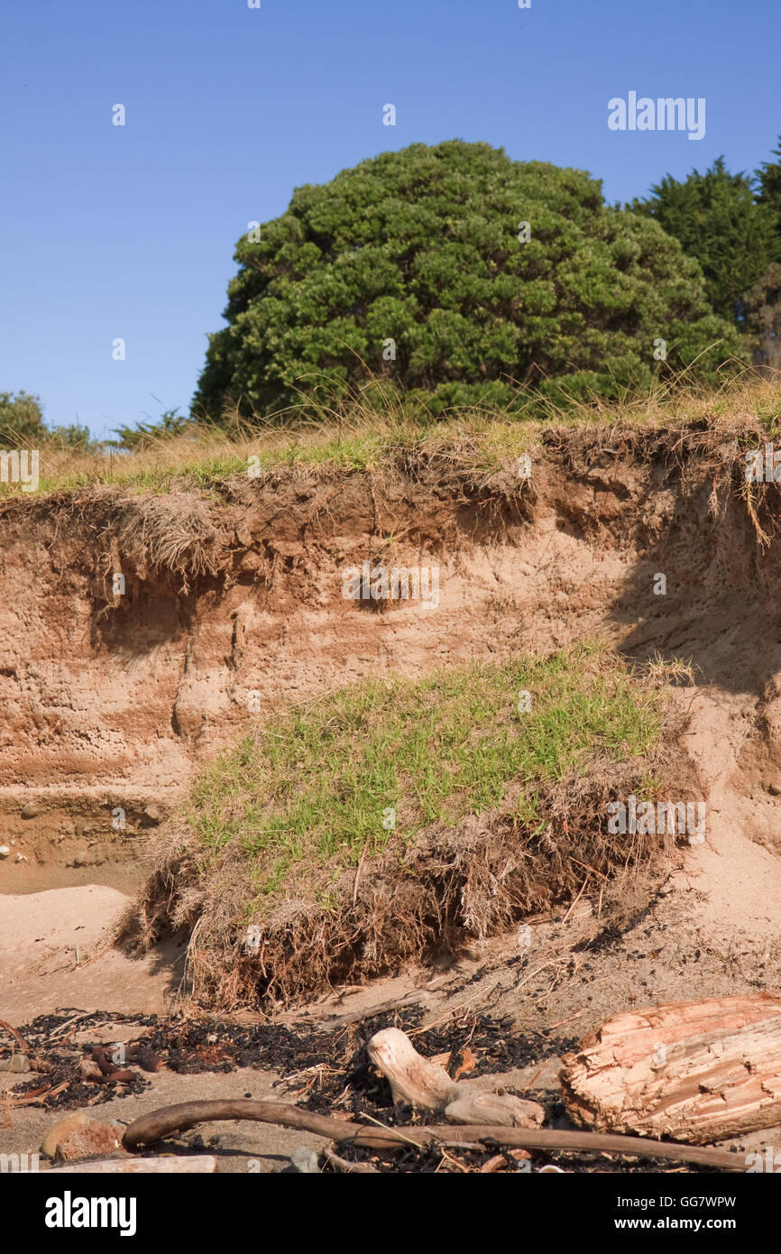 Non modificate la vita vera immagine di erosione costiera Gisborne, Nuova Zelanda Foto Stock