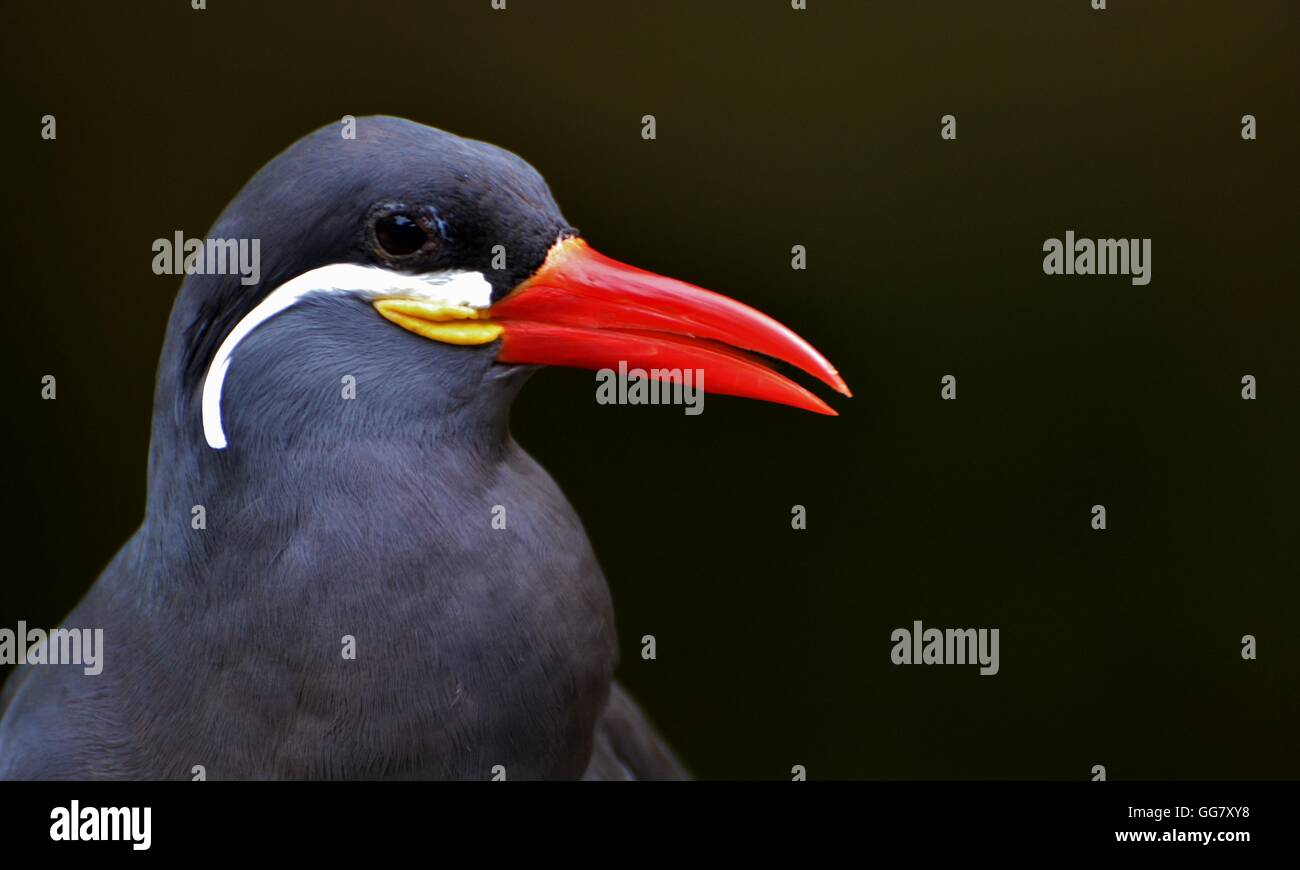 L'Inca Tern (Larosterna inca), nativo per la costa del Pacifico del Sud America Foto Stock