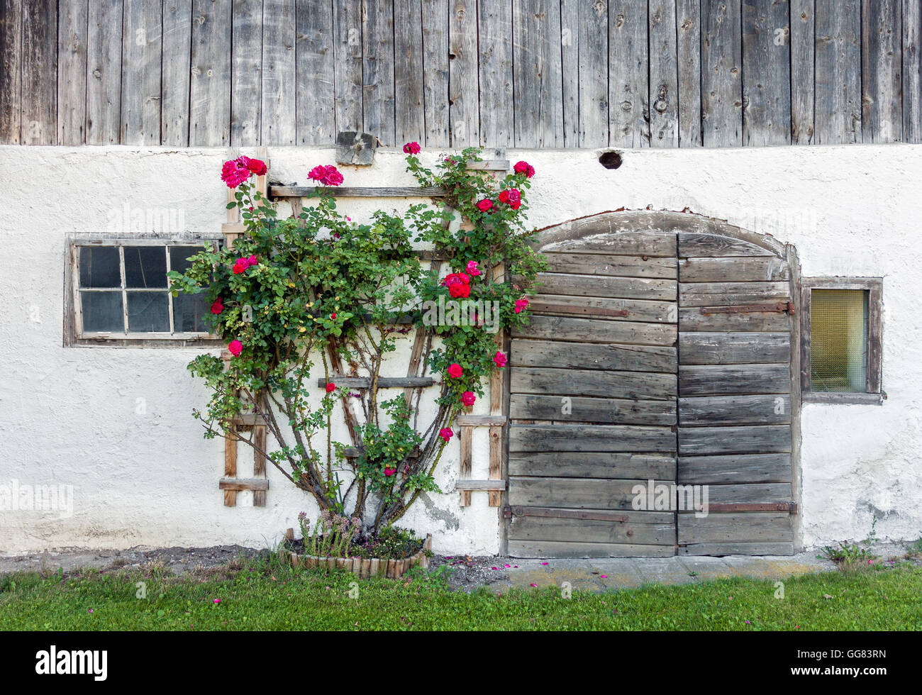 Vecchio legno stagionato aletti e red rose bush blooming in estate Foto Stock