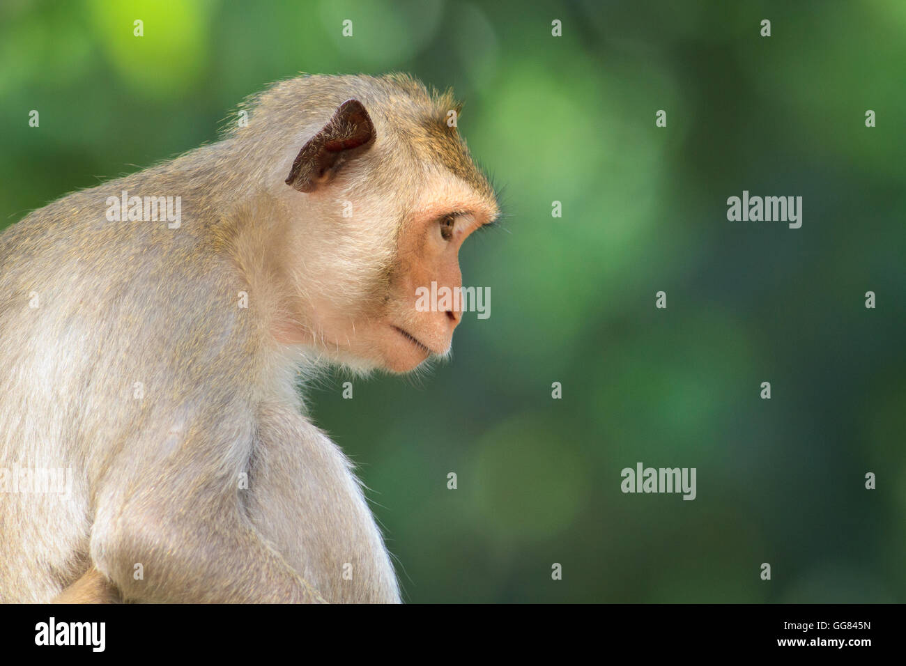 Ape, natura, scimmia, vita selvaggia Foto Stock