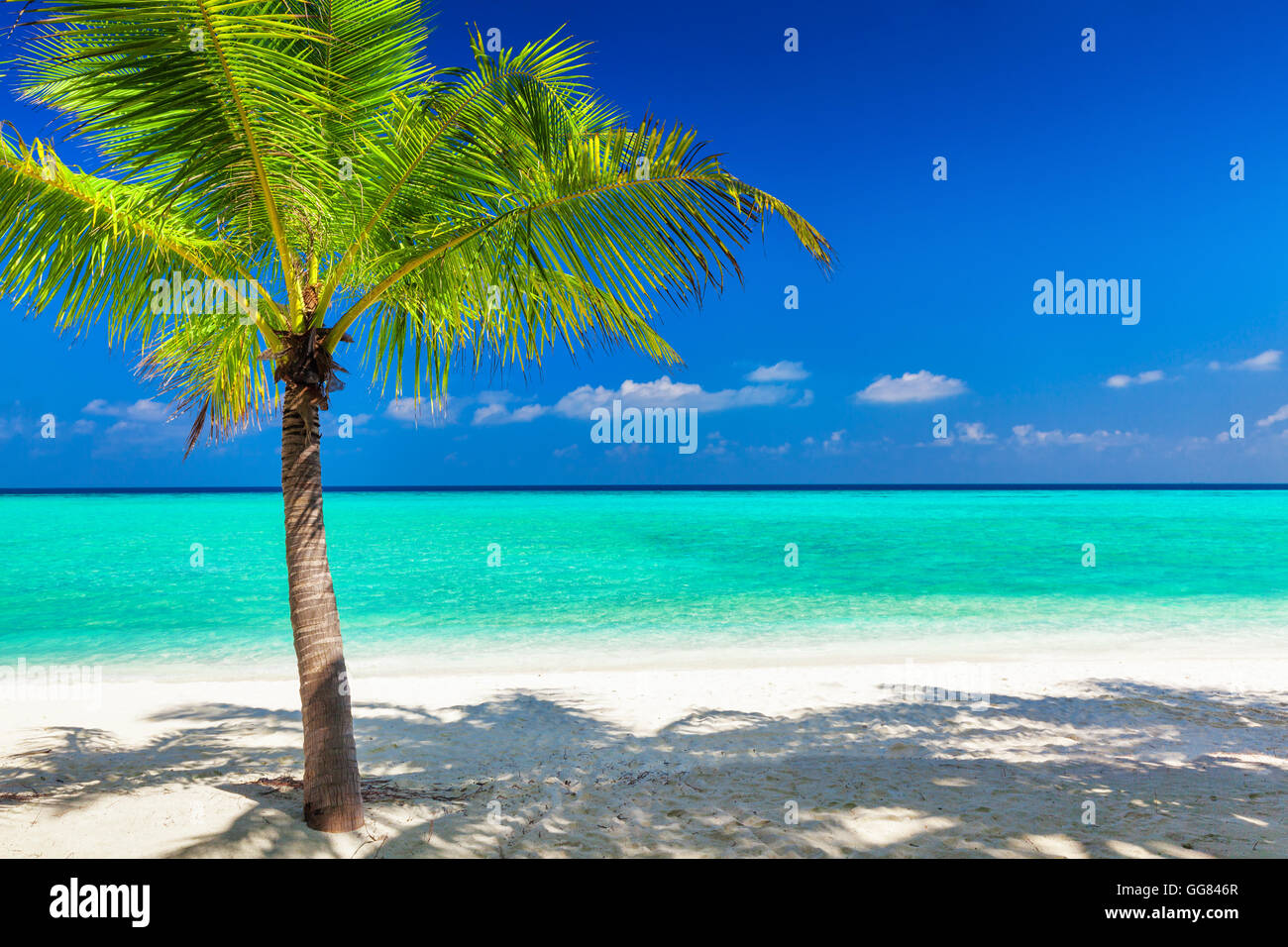 Unico vibrante coconut Palm tree su una bianca spiaggia tropicale delle Maldive Foto Stock
