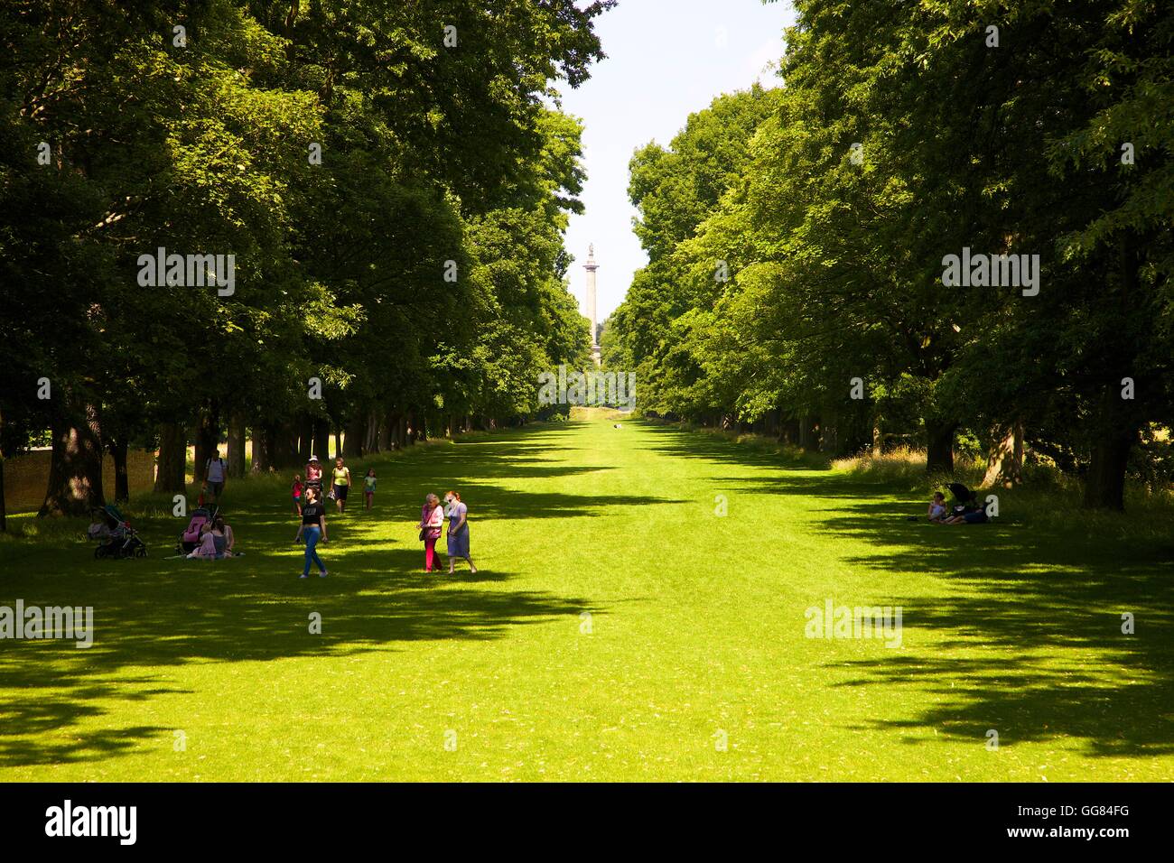 Gibside, viale alberato. Rowlands Gill, Gateshead, Tyne & Wear, England, Regno Unito, Gran Bretagna, Europa. Foto Stock