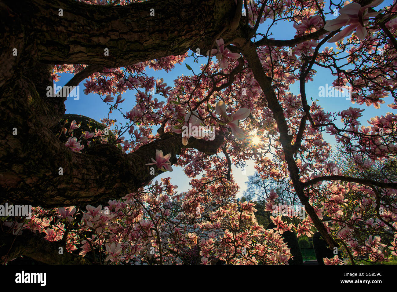 Bella luce rosa fiori di magnolia Foto Stock