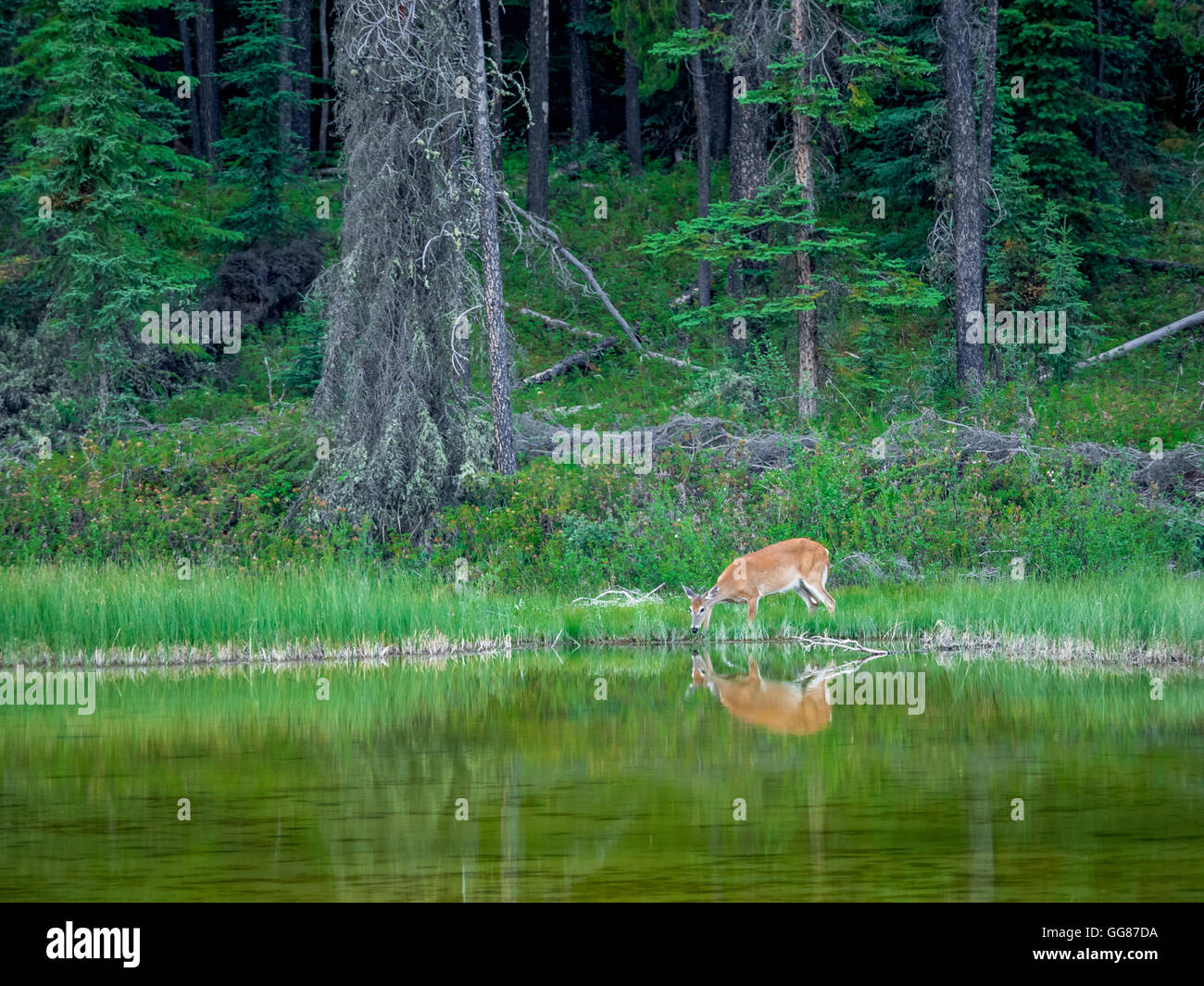 White-tailed deer bere da uno stagno. Foto Stock