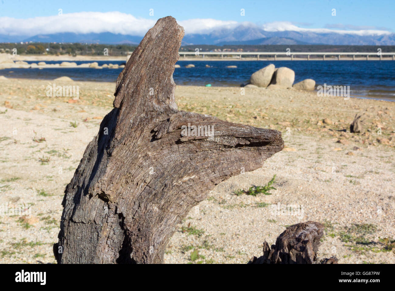 Albero secco tronco sulle rive di un lago Foto Stock