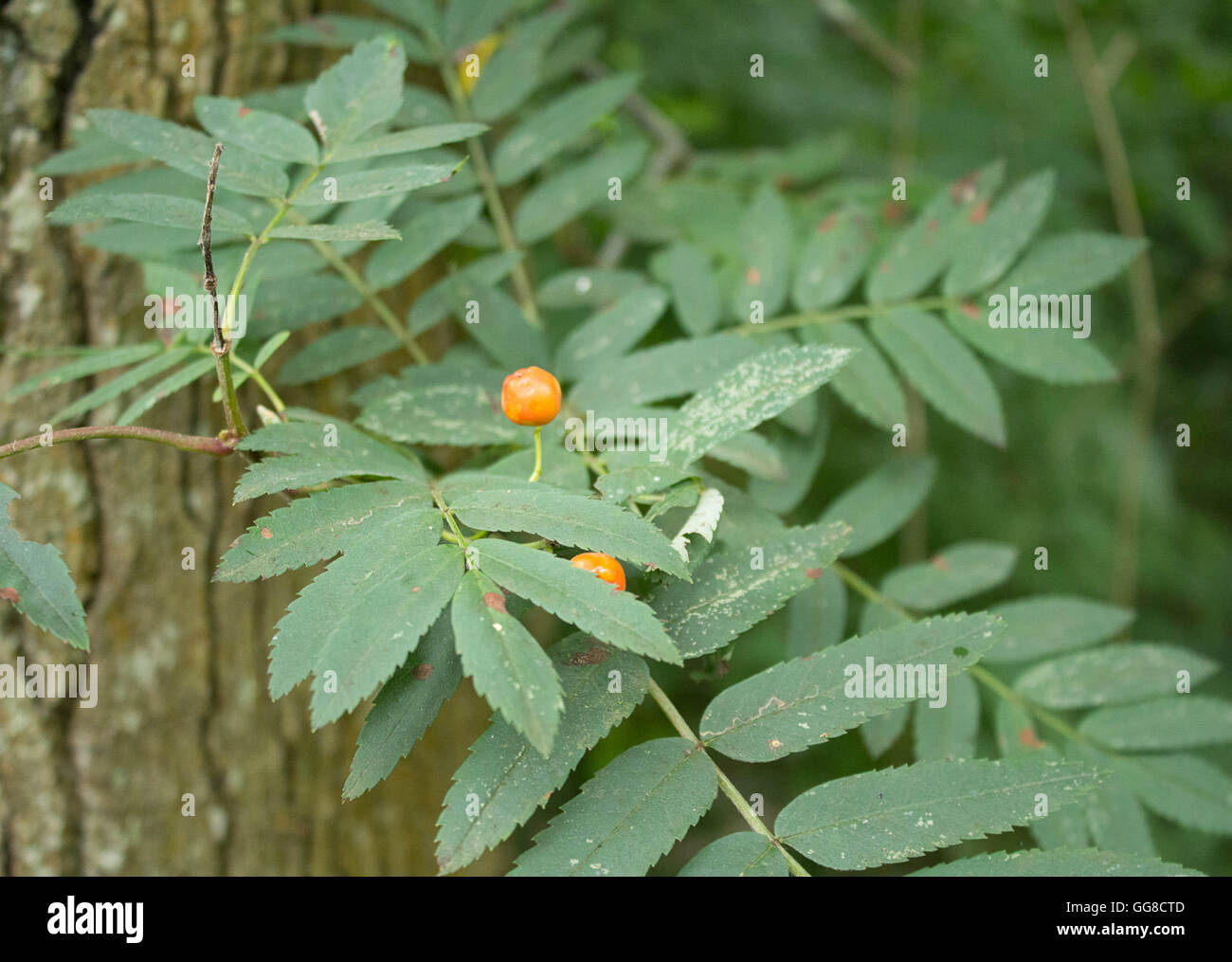 foglie Foto Stock