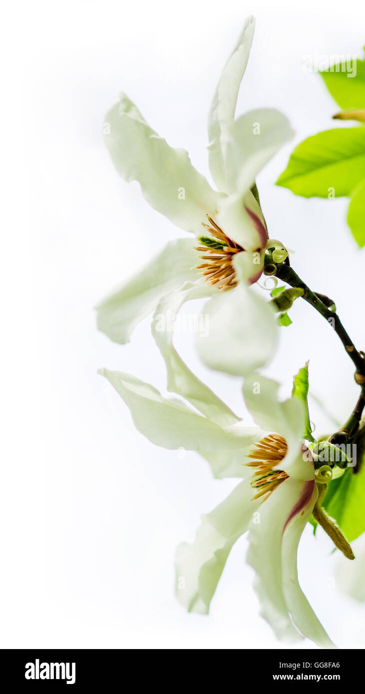 Tipo asiatico di magnolia, magnolia stellata o chiamato star magnolia selvaggiamente fioritura durante la stagione primaverile in Europa Foto Stock
