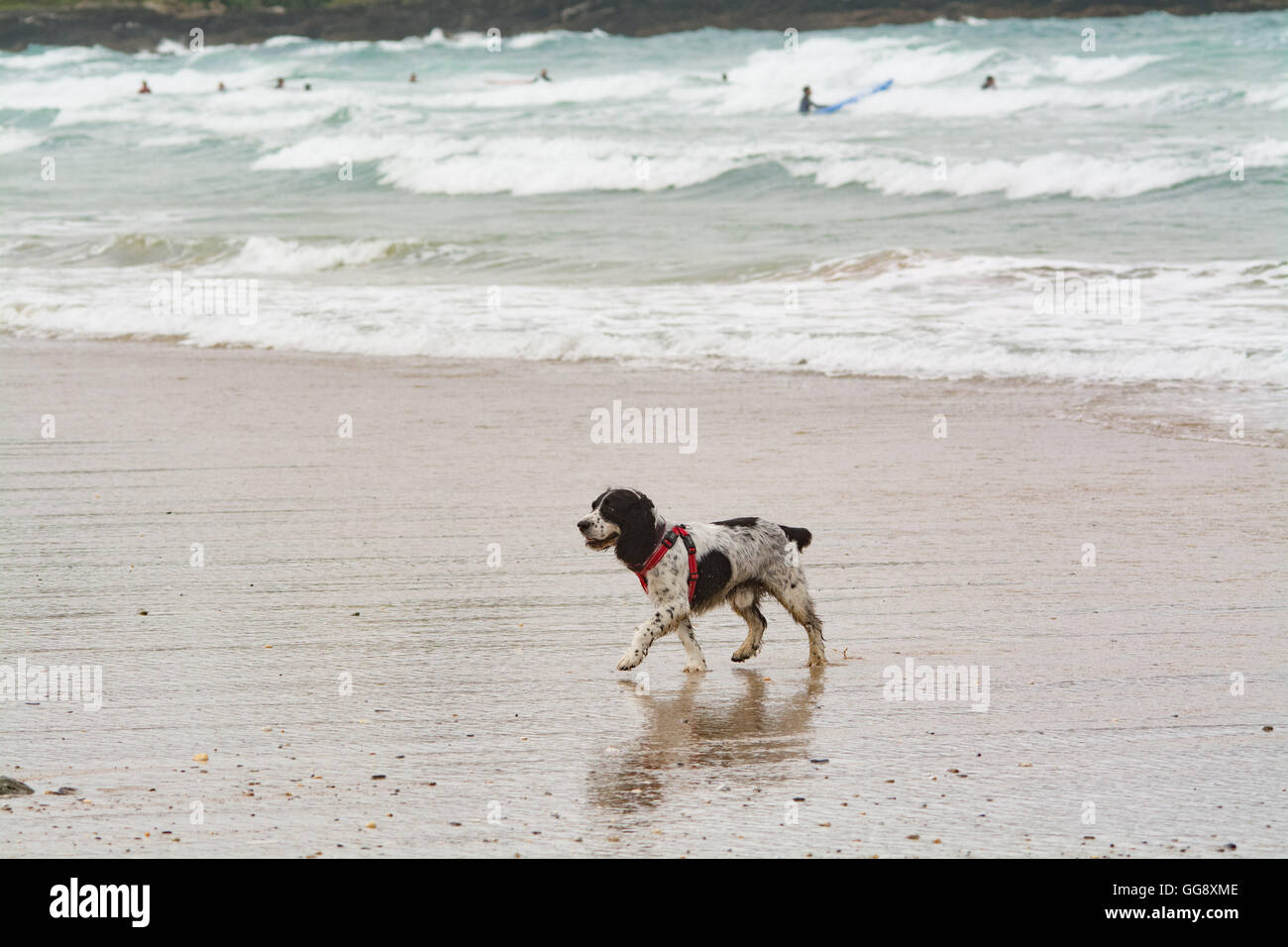 Fistral Beach, Newquay, Cornwall, Regno Unito. Il 10 agosto 2016. Il 2016 boardmasters festival inizia a Newquay oggi, con una linea internazionale di surfers competere per i primi premi. Credito: Simon Maycock/Alamy Live News Foto Stock