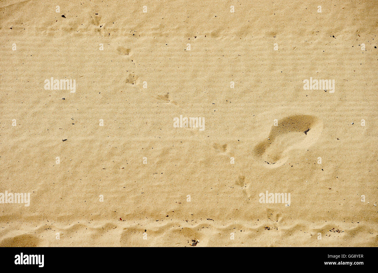 Berlino, Germania. 10 Ago, 2016. Le tracce nella sabbia durante la temperature di circa 18 gradi alla spiaggia di Wannsee a Berlino, Germania, 10 agosto 2016. Foto: RAINER JENSEN/dpa/Alamy Live News Foto Stock