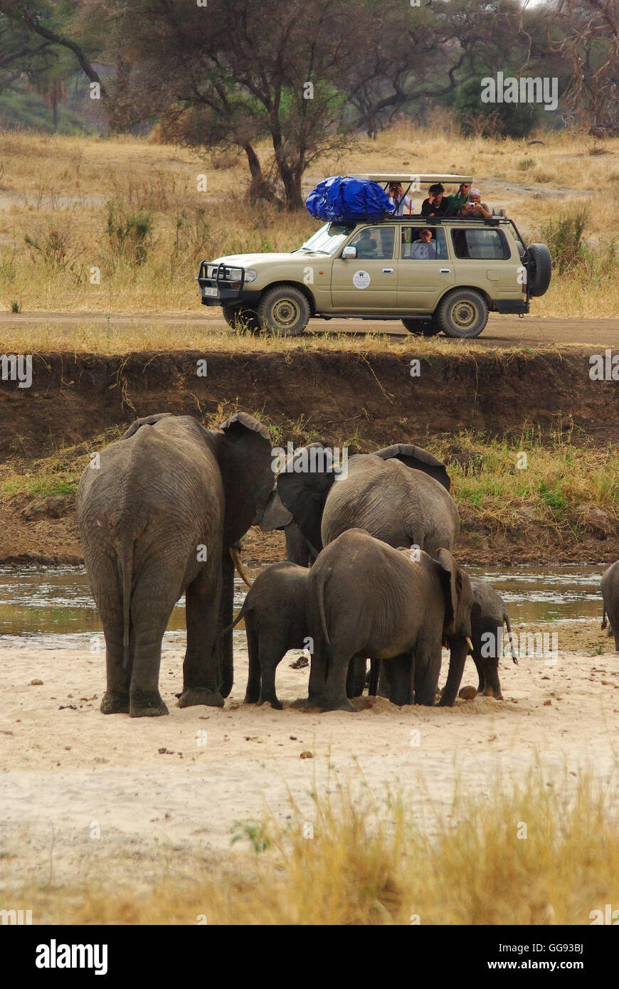 Parco Nazionale di Tarangire e circa agosto 2010 - Persone fotografia di un gruppo di elefanti durante un safari circa agosto 2010, in Tanzan Foto Stock