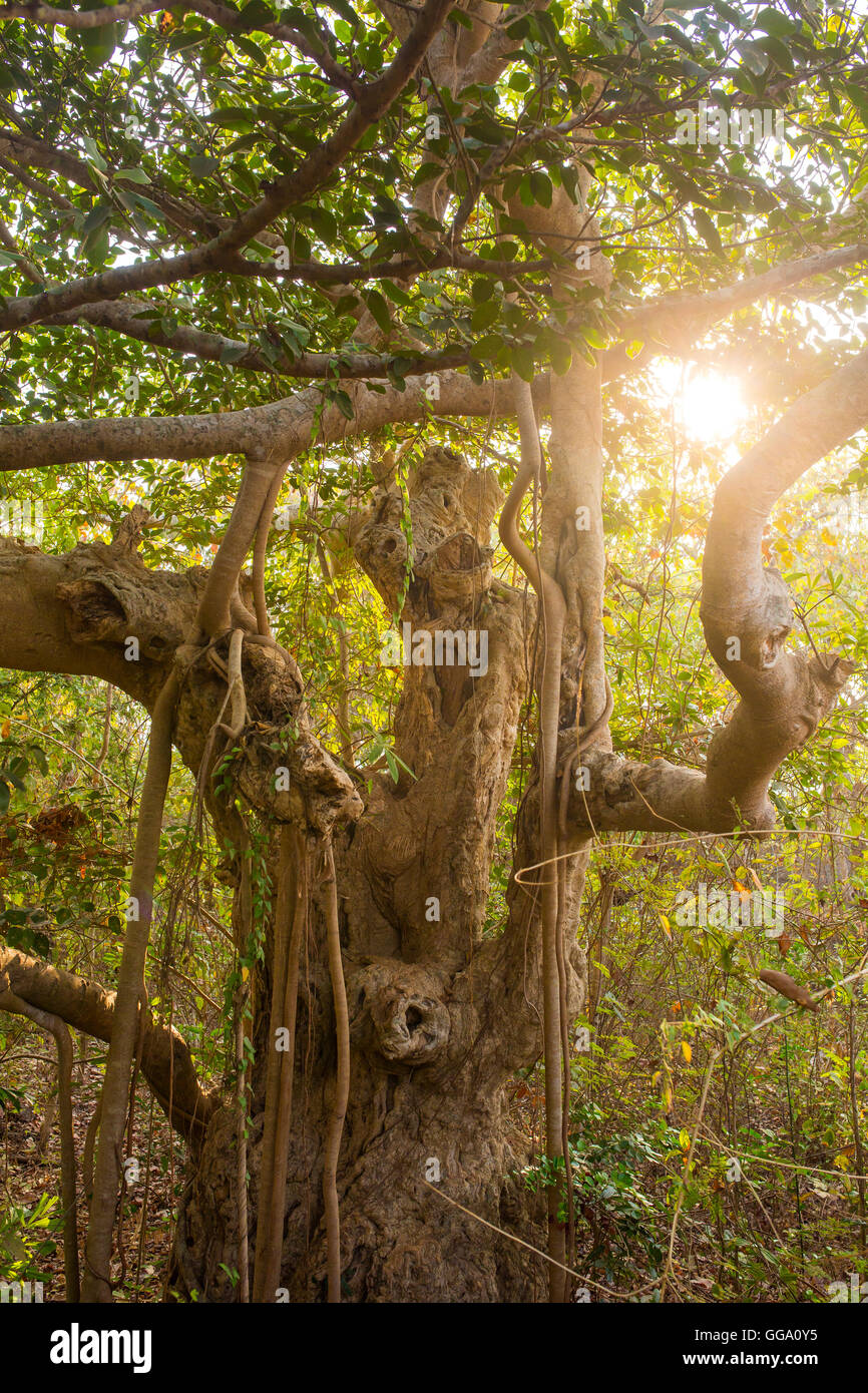 Albero della Vita, incredibili Banyan Tree nella luce del sole di mattina Foto Stock
