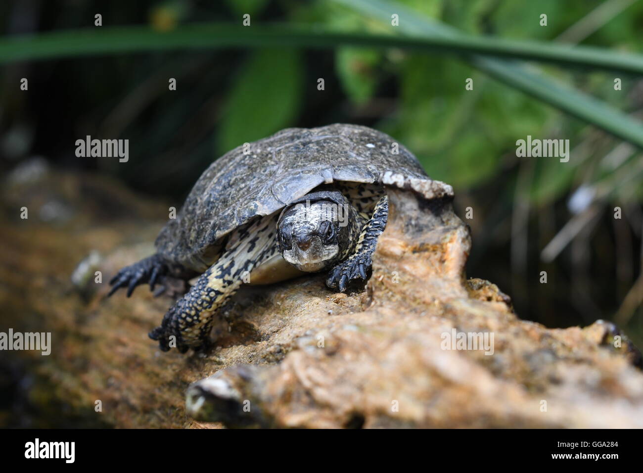 Western pond turtle sul log Foto Stock
