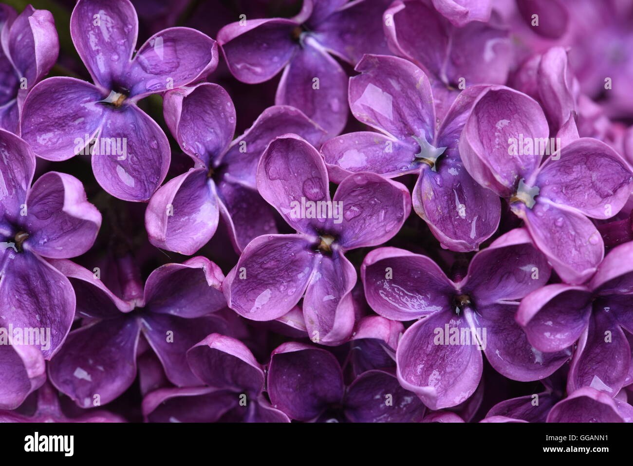 Fiori lilla closeup Foto Stock