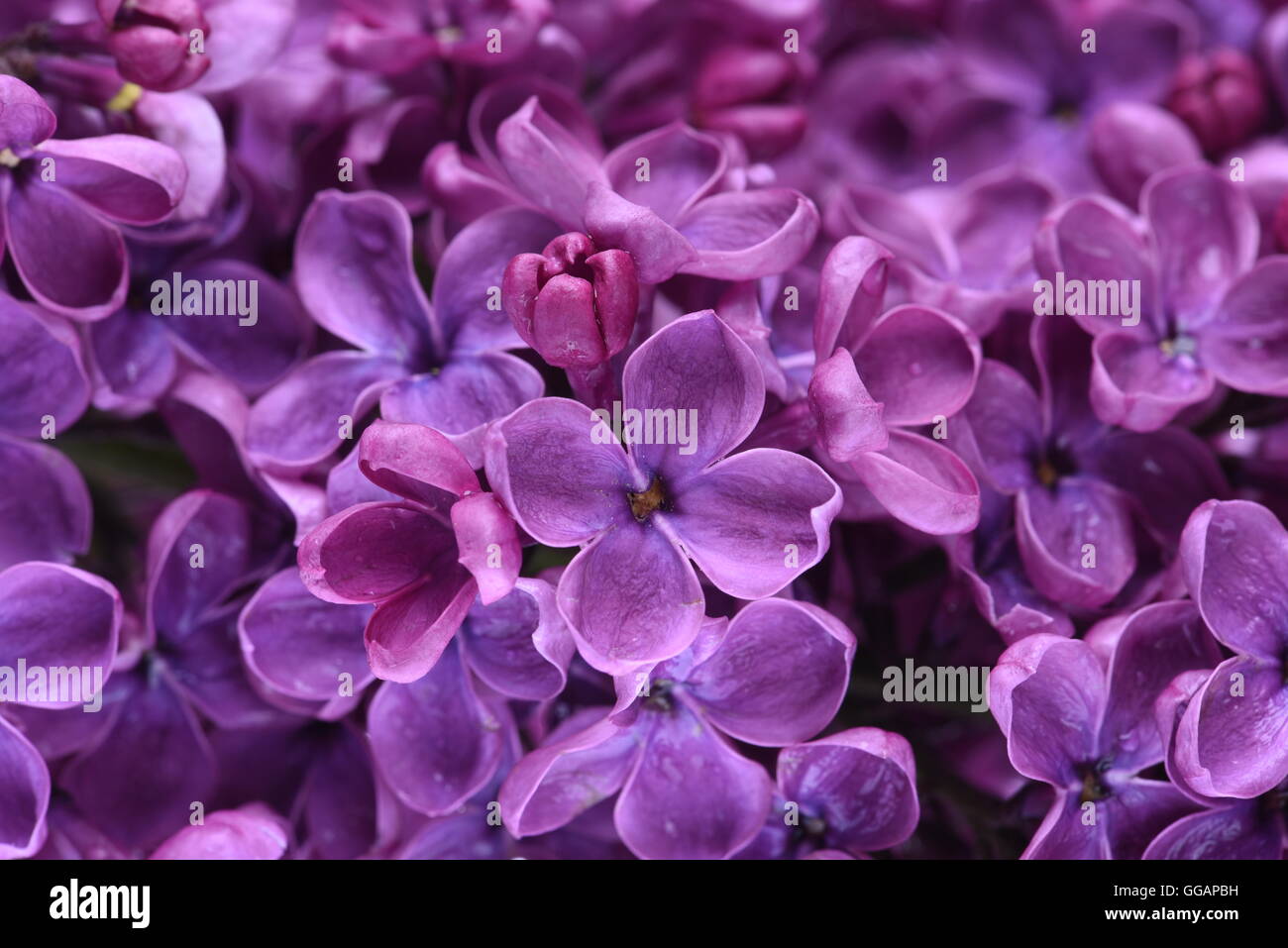 Fiori lilla closeup Foto Stock