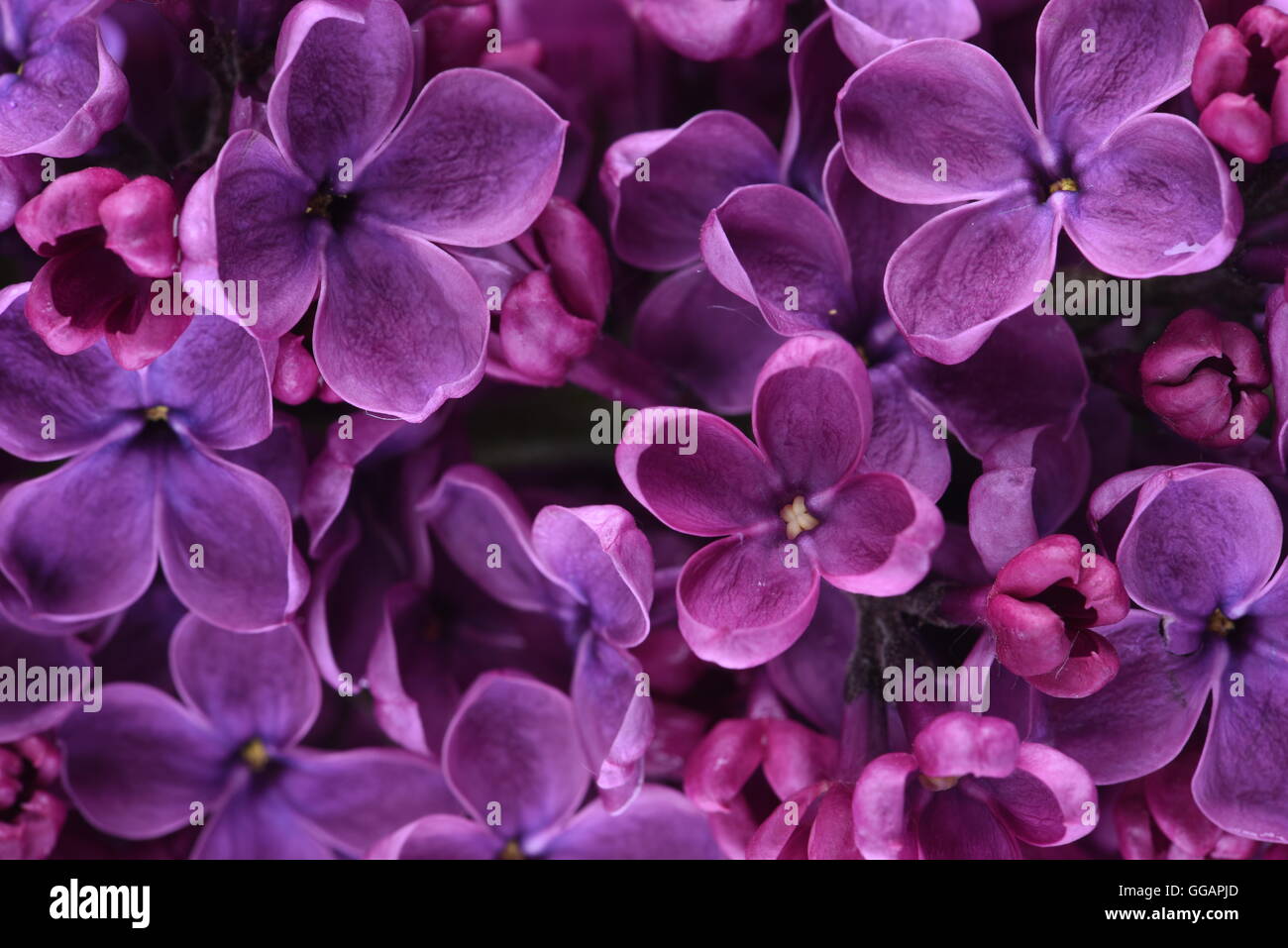 Fiori lilla closeup Foto Stock