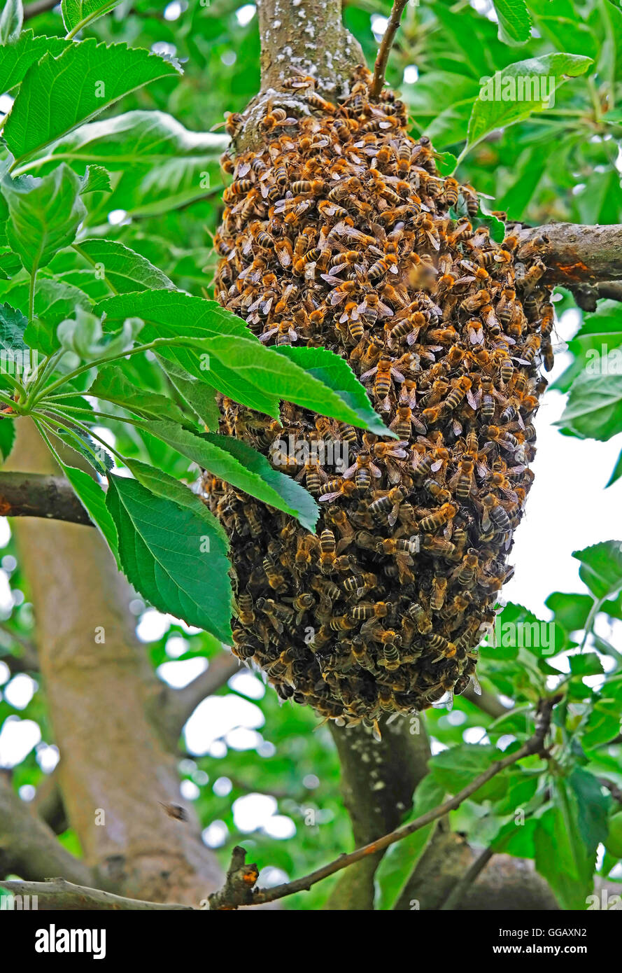 Una colonia di api su un albero di mele Foto Stock