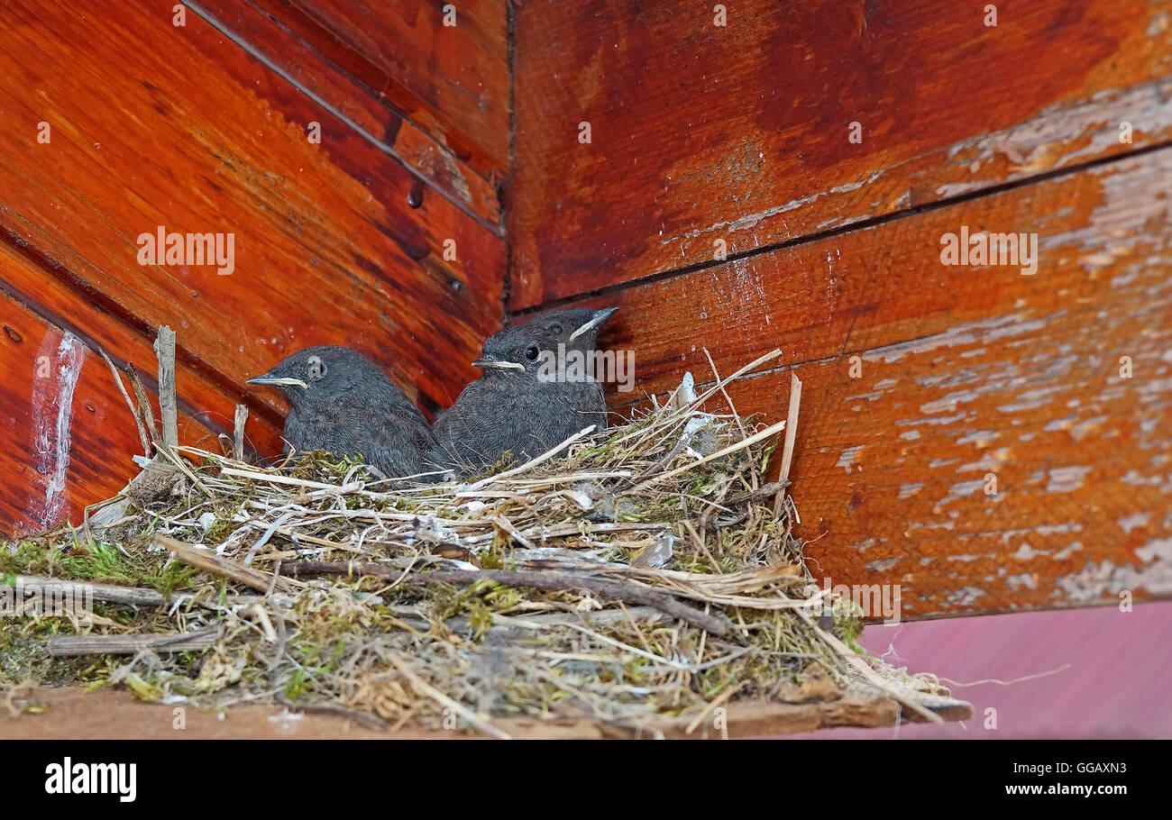 Un nido con tre piccoli birdies affamati. Foto Stock