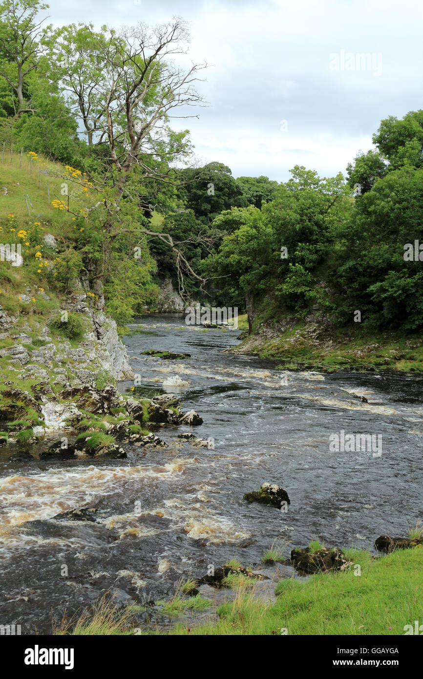 Dales modo lungo il fiume Wharfe tra Linton Falls e Burnsall, North Yorkshire, Inghilterra Foto Stock